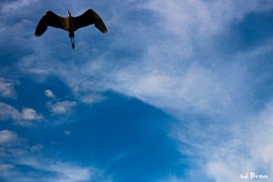 Flying high